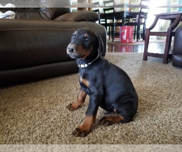 Medium Photo #26 Doberman Pinscher Puppy For Sale in DRUMRIGHT, OK, USA