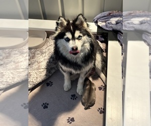 Mother of the Pomsky puppies born on 04/28/2025