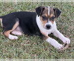 Small Photo #1 Labrador Retriever-Unknown Mix Puppy For Sale in Garner, NC, USA