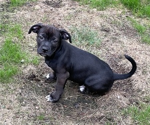 Boxer Puppy for sale in PUYALLUP, WA, USA
