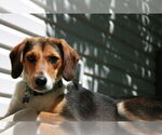 Small #1 Beagle Mix