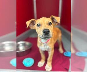 German Shepherd Dog-Unknown Mix Dogs for adoption in Visalia, CA, USA