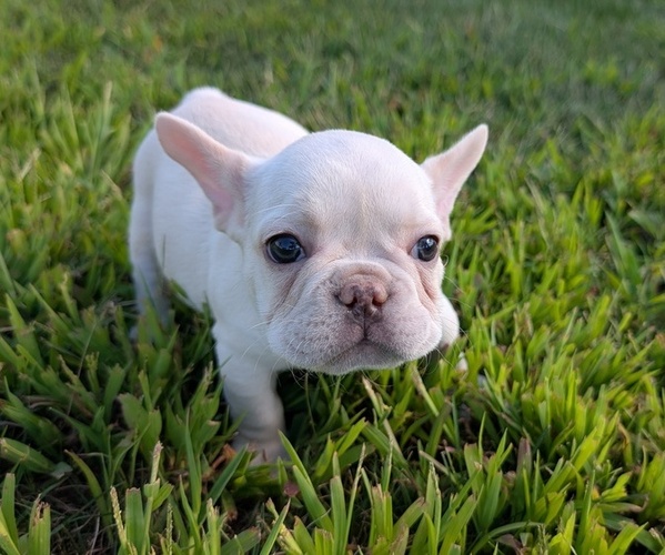 Medium Photo #5 French Bulldog Puppy For Sale in GOSHEN, IN, USA