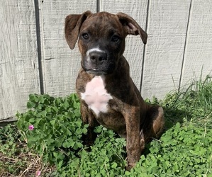 Medium American Bully-Boxer Mix