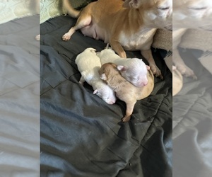 Chihuahua Puppy for sale in SHERMAN, TX, USA