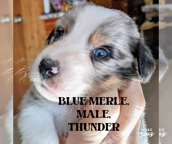 Medium Photo #2 F2 Aussiedoodle Puppy For Sale in ONAWAY, MI, USA