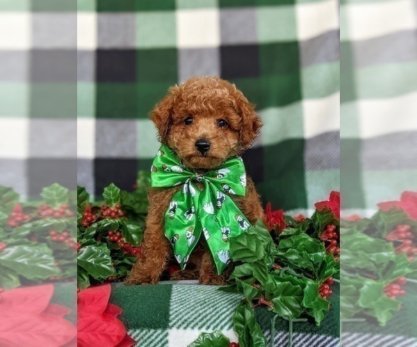 Full screen Photo #1 Poodle (Miniature) Puppy For Sale in LEOLA, PA, USA