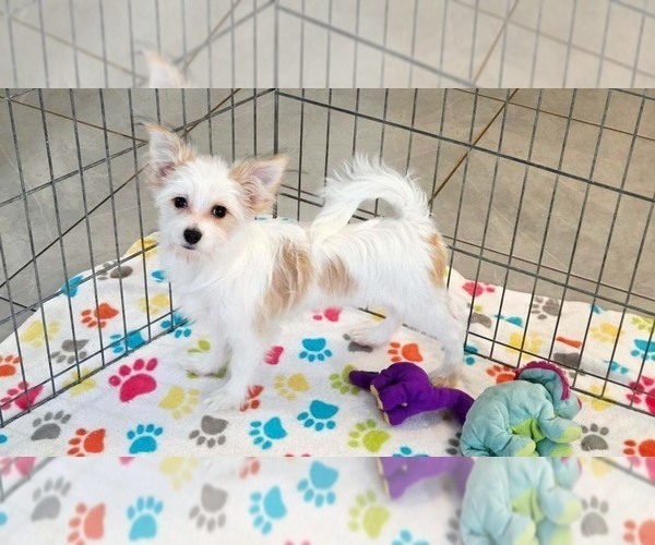 Medium Photo #11 Papitese Puppy For Sale in ORO VALLEY, AZ, USA