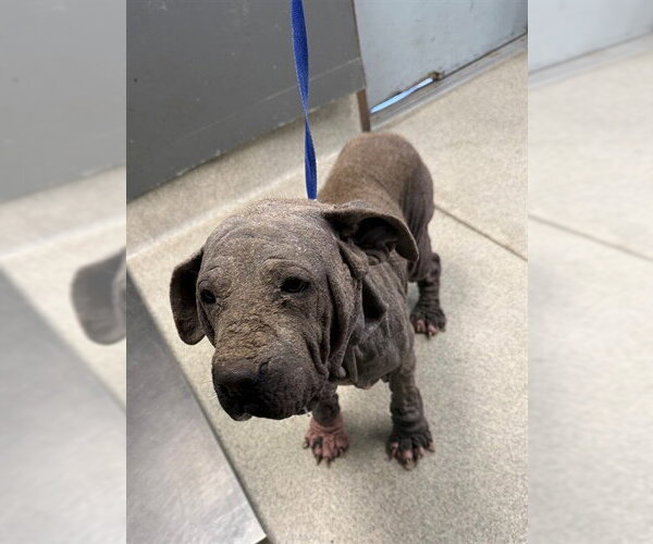 Medium Photo #1 American Staffordshire Terrier Puppy For Sale in Tallahassee, FL, USA