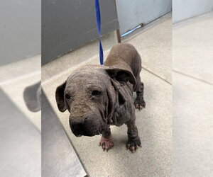 American Staffordshire Terrier Dogs for adoption in Tallahassee, FL, USA