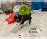 Small #2 Portuguese Water Dog