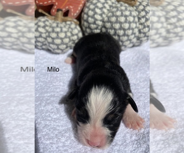 Medium Photo #1 Miniature Australian Shepherd Puppy For Sale in IRWIN, PA, USA