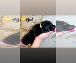 Small #13 Native American Indian Dog-Schnauzer (Giant) Mix