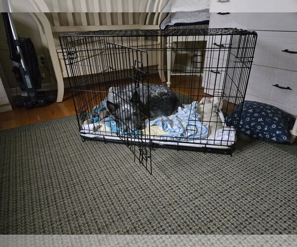 Medium Photo #1 Mutt Puppy For Sale in Garden City, NY, USA