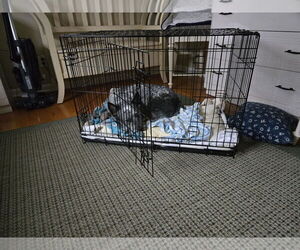 Mutt Dogs for adoption in Garden City, NY, USA