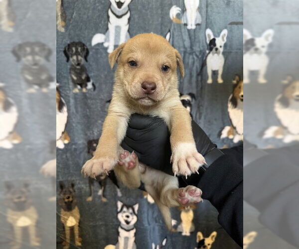 Medium Photo #2 German Shepherd Dog-Unknown Mix Puppy For Sale in Riverside, CA, USA