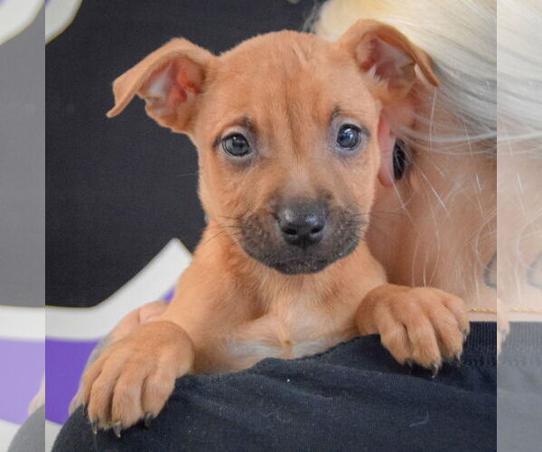 Medium Photo #5 American Staffordshire Terrier-Boxer Mix Puppy For Sale in Huntley, IL, USA