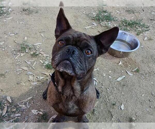 Medium Photo #1 French Bulldog-Unknown Mix Puppy For Sale in Martinez, CA, USA