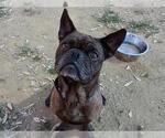 Small French Bulldog Mix
