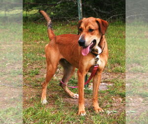 Oscar - Male Labrador Retriever-Rhodesian Ridgeback Mix Dog for Adoption - Photo #7
