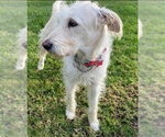 Small #3 Labrador Retriever Mix
