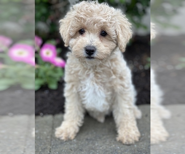 Medium Photo #5 Poodle (Miniature) Puppy For Sale in CANOGA, NY, USA