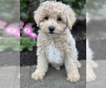 Small #4 Poodle (Miniature)