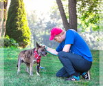 Small #11 Catahoula Leopard Dog Mix