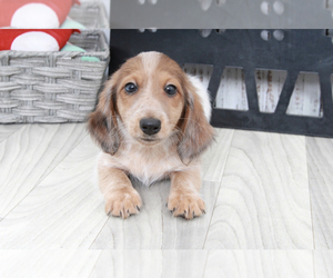 Dachshund Puppy for sale in MARIETTA, GA, USA