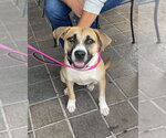 Small #12 American Pit Bull Terrier-Labrador Retriever Mix