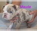 Puppy Maude Bulldog