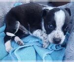Small Photo #4 Border Collie-Spaniel Mix Puppy For Sale in Alexander, AR, USA