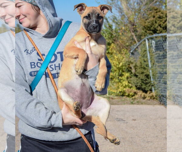 Medium Photo #3 German Shepherd Dog-Unknown Mix Puppy For Sale in Huntley, IL, USA