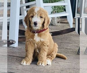 Goldendoodle Puppy for sale in GORDONVILLE, PA, USA
