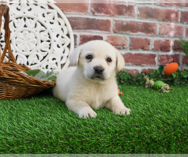 Medium Photo #5 Labrador Retriever Puppy For Sale in SYRACUSE, IN, USA
