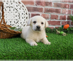 Small #4 Labrador Retriever
