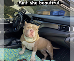 Small Photo #1 American Bully Puppy For Sale in LEHIGH ACRES, FL, USA