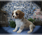 Small Photo #1 Cavalier King Charles Spaniel Puppy For Sale in CHANUTE, KS, USA