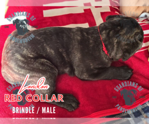 Cane Corso Puppy for sale in INDIANAPOLIS, IN, USA