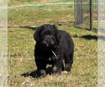 Small Photo #10 Golden Mountain Dog Puppy For Sale in CLAYTON, WA, USA