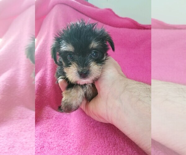 Medium Photo #1 Morkie Puppy For Sale in KENDALL, WI, USA
