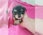 Small Photo #1 Morkie Puppy For Sale in KENDALL, WI, USA