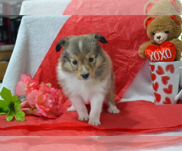 Medium Photo #4 Shetland Sheepdog Puppy For Sale in GREENWOOD, WI, USA