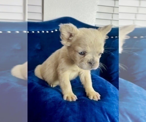 Medium Photo #24 French Bulldog Puppy For Sale in BAKERSFIELD, CA, USA