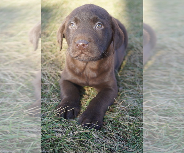 Medium Photo #1 Labrador Retriever Puppy For Sale in SOUTH WAYNE, WI, USA