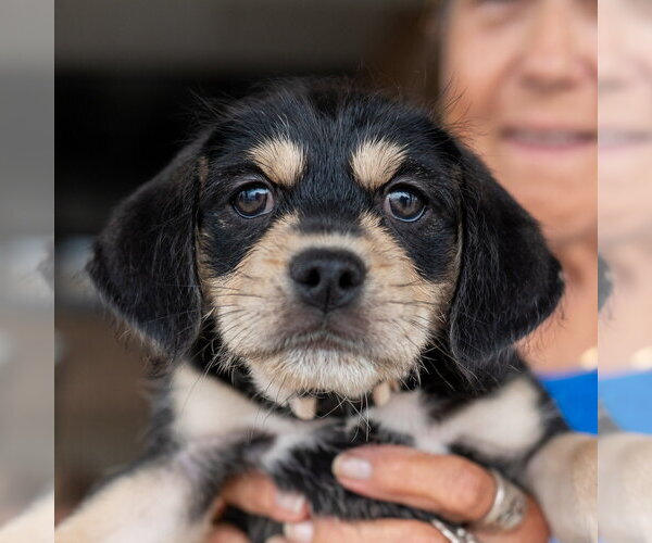 Medium Photo #3 ShiChi Puppy For Sale in Mundelein, IL, USA