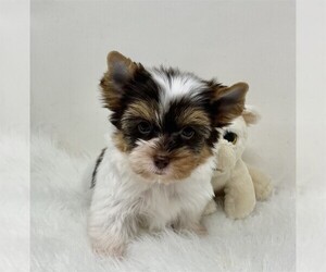 Yorkshire Terrier Puppy for sale in DELRAY BEACH, FL, USA