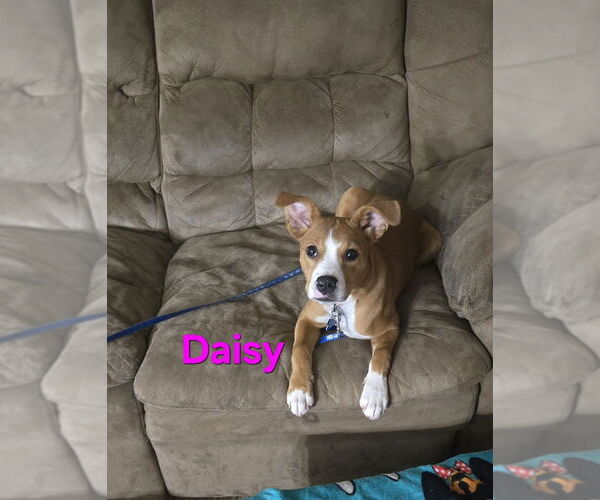 Medium Photo #3 Beagle-Unknown Mix Puppy For Sale in Springdale, PA, USA