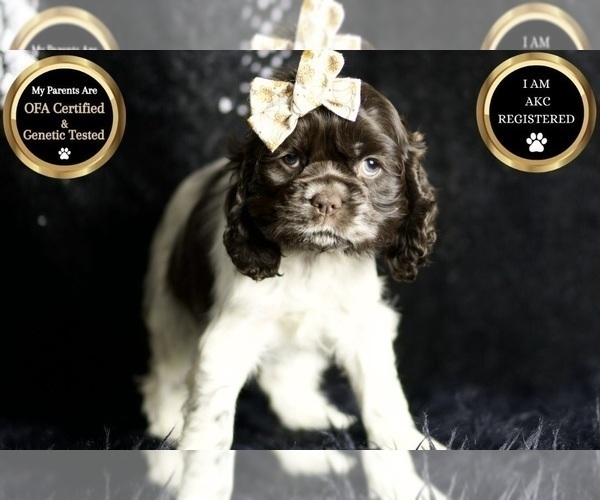 Medium Photo #8 Cocker Spaniel Puppy For Sale in WARSAW, IN, USA