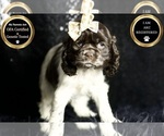 Small Photo #83 Cocker Spaniel Puppy For Sale in WARSAW, IN, USA